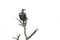 Lappet faced Vulture in Kruger National park, South Africa